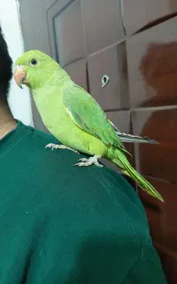 طوطی رام رام معاوضه با هرچی که بکارم بیاد