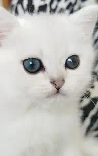 بریتیش چشم زمردی اصلی