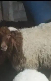 گوسفندی