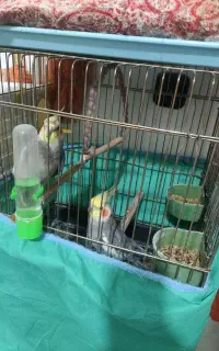 عروس هلندی،جفت نر و ماده