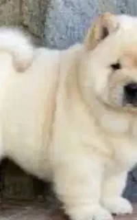 سگ گمشده