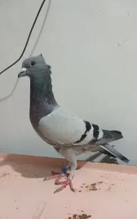 سبز کاکل کرمانی