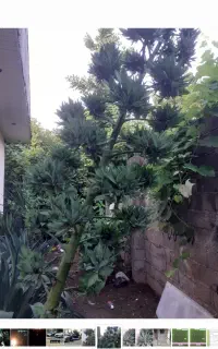 گل اکاو خارجی