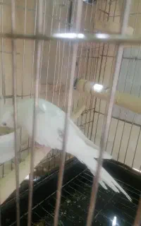 دو عدد عروس هلندی باقفسه و همه وسایل
