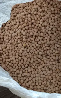نخود بهاره درجه 1