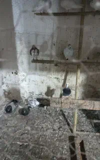 کبوتر تکپر پرشی