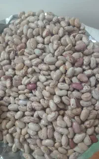 لوبا چیتی