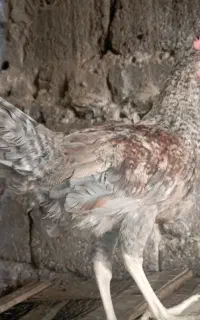 خ ر و س