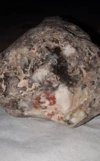 شجر۳کیلویی