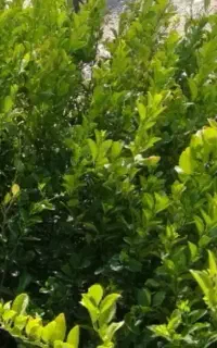 نهال لیمو