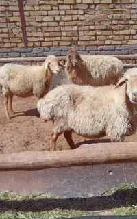 میش و بره پای پروار