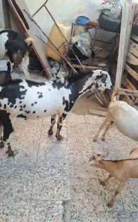 نری سومالی فروشی هست قمیت ۳۲