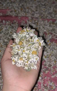 گل بابونه