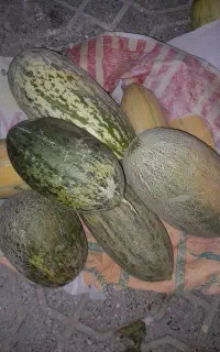 خربزه شیرین