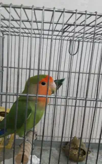 دوعددطوطی برزیلی نروماده قیمت۲۱۰۰