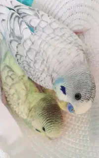 مرغ عشق نر و ماده