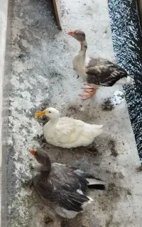 دو‌تاغازویه اردک