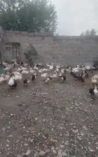 واگذاری اردک