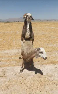 قوچ داشتی
