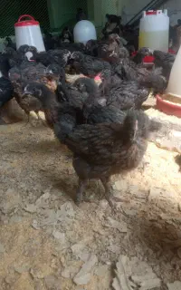 فروش جوجه ۴۵ روزه