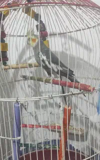 عروس هلندی نر