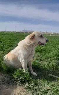 واگذاری سگ. 15میلیون