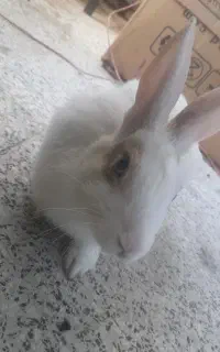 خرگوش نر رایگان