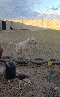 فروش سگ سرابی اصل
