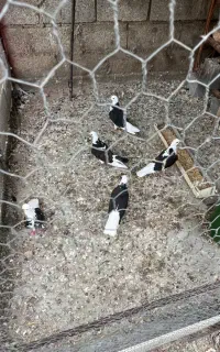 کبوتر پرشی