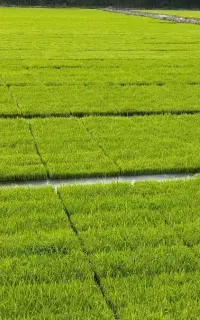 نشای شالی آماده