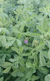 یونجه درجه یک چین دوم پایه بلند همدانی