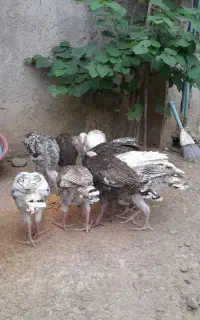 5 عدد بوقلم