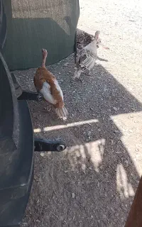 با سلام دو بوقلمون ماده