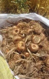 خرید و فروش پیاز زعفران
