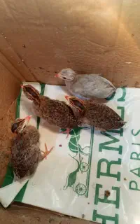 جوجه مرغ شاخ دار