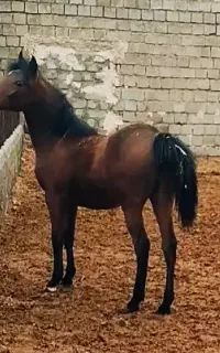 کره مادیون قندیل و یاقوت