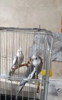 عروس هلندی جفت