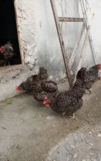 مرغ امروک اصل
