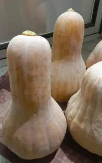 کدو شیرین تازه چین لیوان شرقی