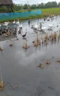 اردک نمایی بالغ در رشت