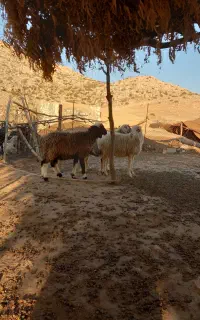 میش