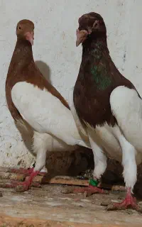 کبوتر یا کفتر جفتگاه یهودی/سار کاکل/کربلایی/دوبال