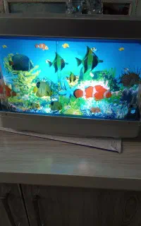 شب خواب زیبا