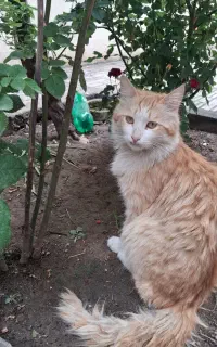 گربه ی ناز و خونگی