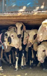 پلنگستان در خراسان  تربت قوچ . میش  بره