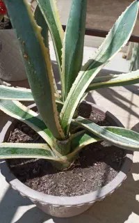 گل الورا تازه