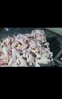 استخدام نیروآقاوخانم جهت کاردرقطعه بندی مرغ