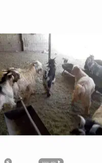 کهره برای قصابی