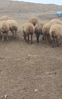 فروش گوسفند جوان برای نگهداری