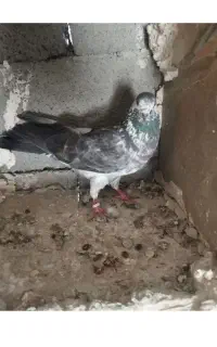 کبوتر زیر بالشون رنگ سبز باخت رفته